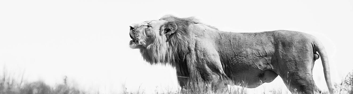 FGASA Field Guide Course (Level 1)
