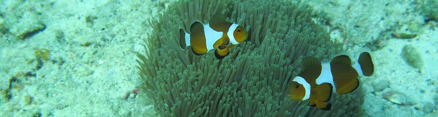 Perhentian Islands Marine Project
