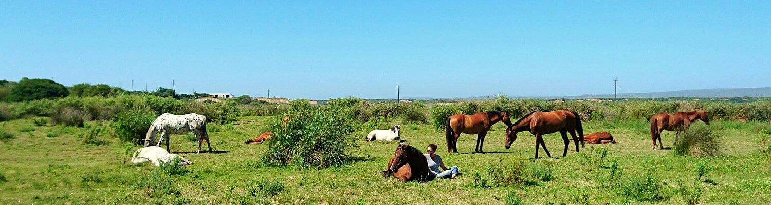 Horsemanship Internship in South Africa
