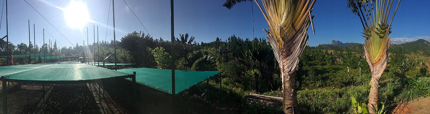 Volunteer Lemur Monitoring &amp; Reforestation in Madagascar
