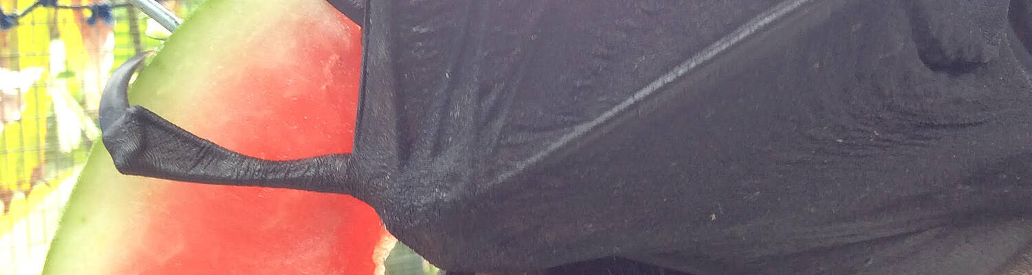 Flying Fox and Bat Rehabilitation in Australia
