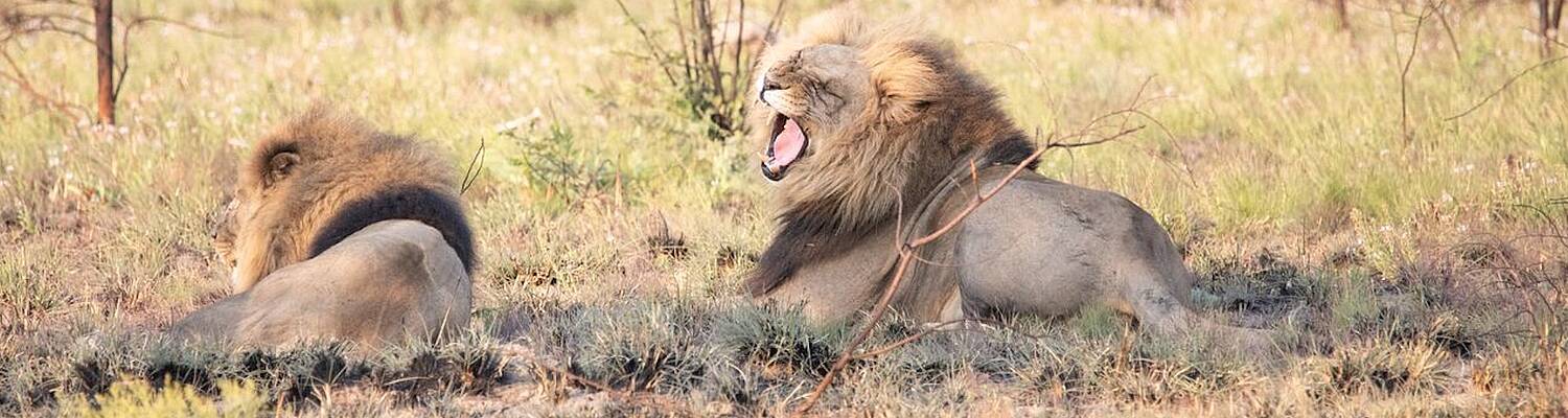 Become a FGASA Level 1 Field Guide with Pathfinders Africa
