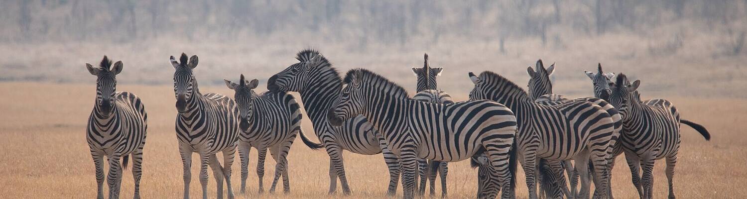 Wildlife and Nature Course in Victoria Falls - Short Term
