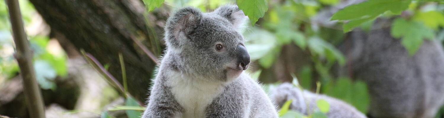 CCSA: Winter Term -  Australia Experience 20-21
