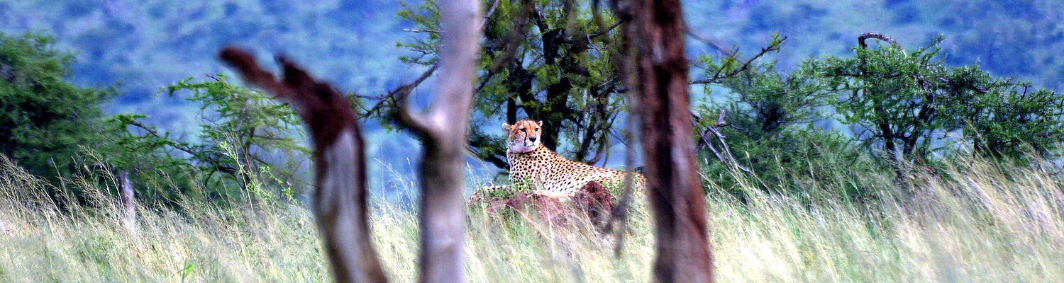SFS Study Abroad: Wildlife Management in Tanzania
