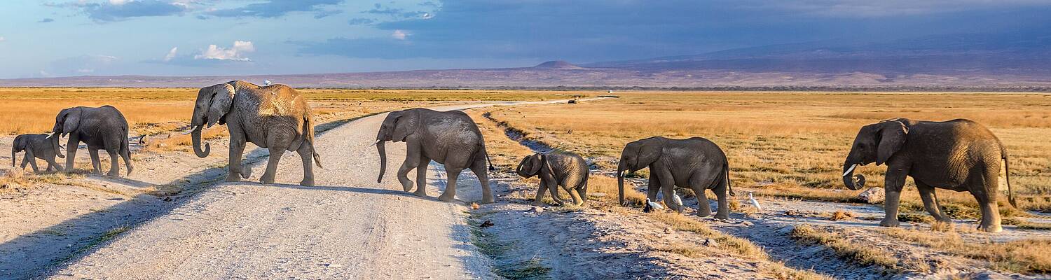 Kenya Volunteer Programs from $23/day | Most Affordable &amp; Trusted
