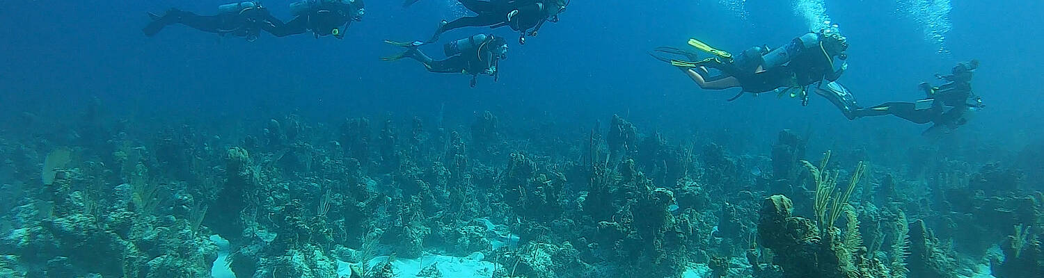 Marine Science Gap Year: Andros, Bahamas
