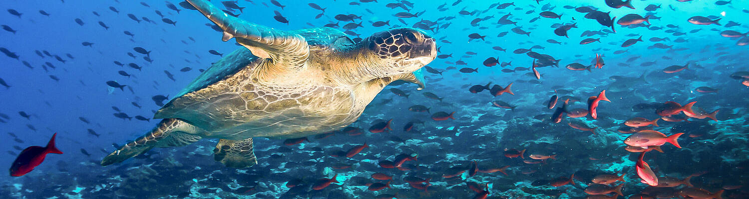 The Experiment: Ecuador: The Galápagos Islands &amp; The Cloud Forest
