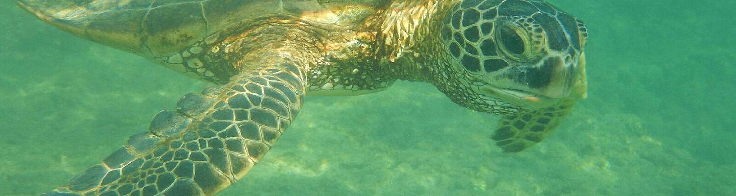 The Science Exchange Sea Turtle Internship: LatAm &amp; the Caribbean

