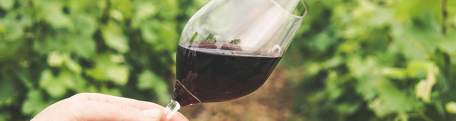 Wine Theory Studies and Spanish Language Immersion in Chile
