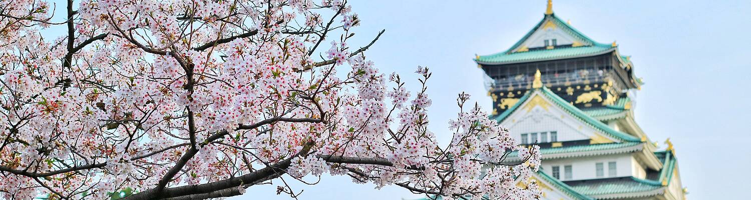 Teach English in Japan with Accredited TEFL Courses &amp; Job Placement
