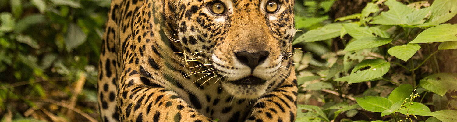 CIWY - Care for Rescued Wildlife in the Bolivian Amazon Jungle
