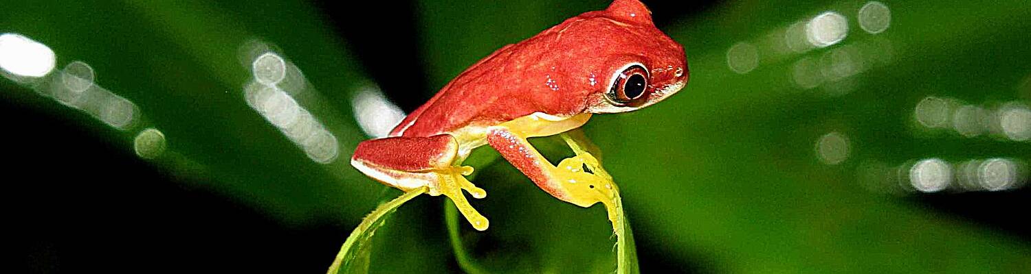 Rainforest Revival in Costa Rica
