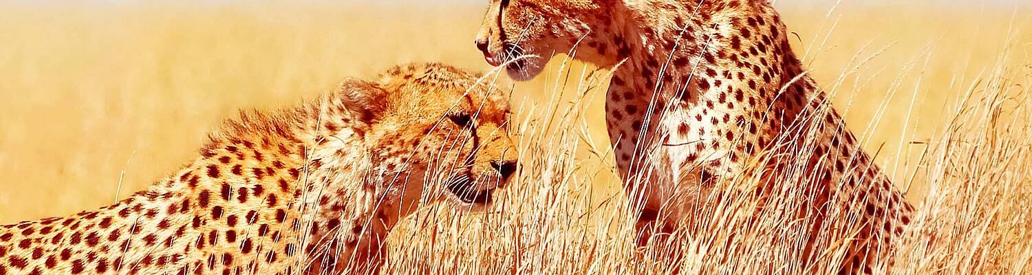 SIT Study Abroad: Tanzania: Wildlife Conservation &amp; Political Ecology
