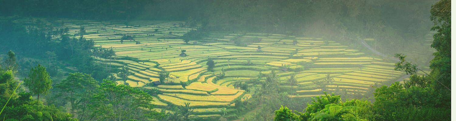 Volunteer Escapes: Bali, Sri Lanka or Thailand 
