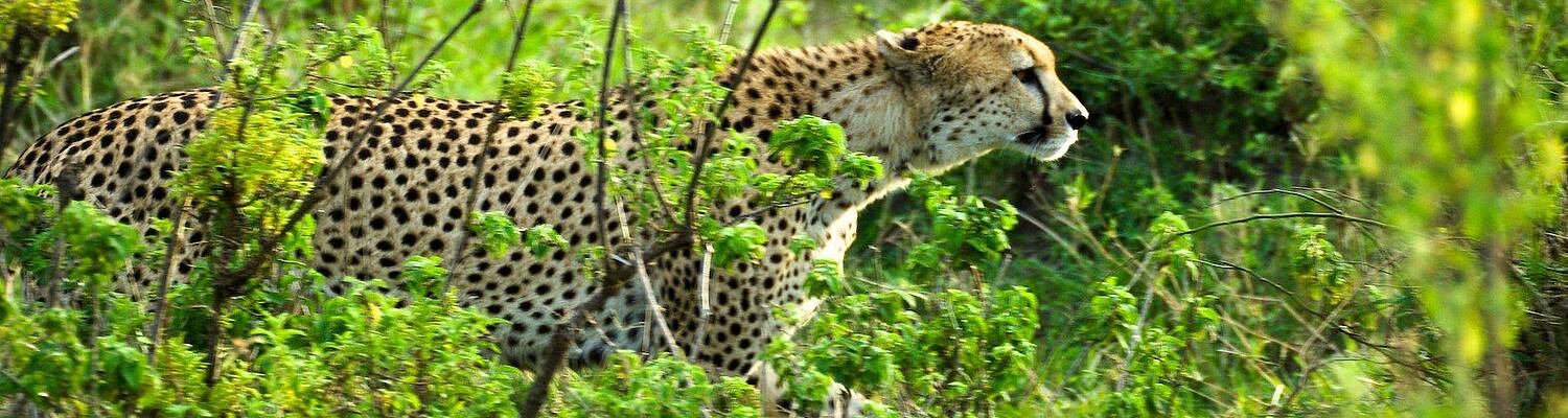 7-Day Unlimited Bush Safari: Masai Mara Amboseli safari Kenya
