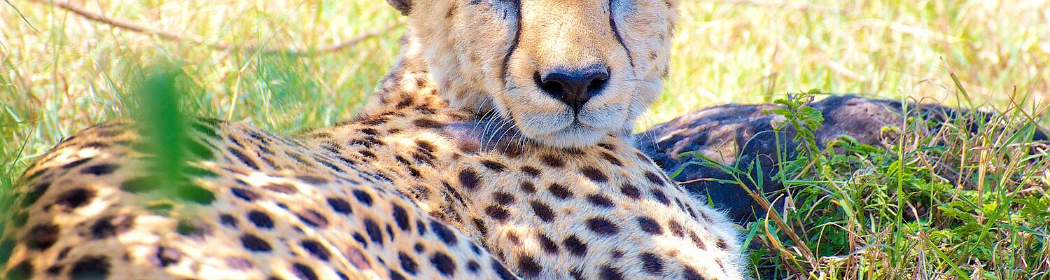 7-Day Kenya Wildlife Safari: Nature Wonders &amp; Cultural Delights
