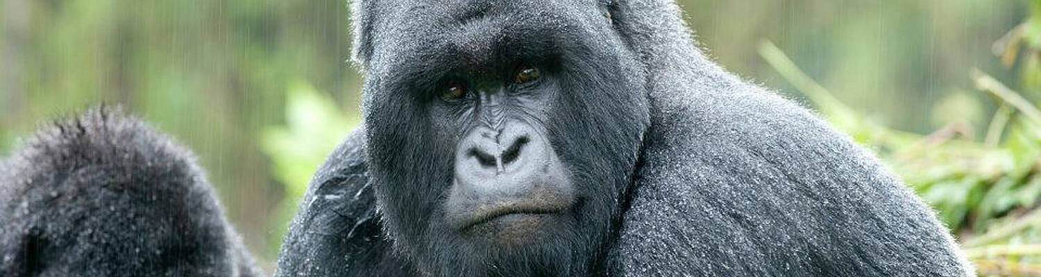 3 Days Rwanda Gorilla trekking adventure
