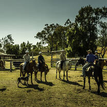 Horse teaching Australia