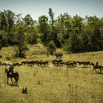 Mustering cattle Australia