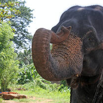 Sri Lanka Elephant