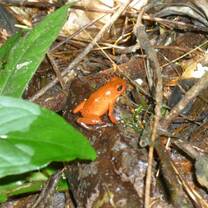 Costa Rica conservation project