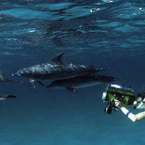 Dolphin Communication Project: Field Study in Bahamas