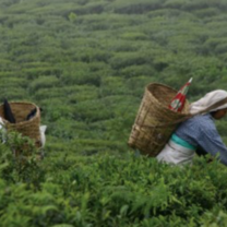 Eastern Himalayas: West Bengal to Sikkim 