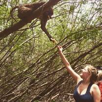 feeding bamboos 