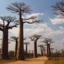 Madagascar Semester: Cultural & Ecological Diversity