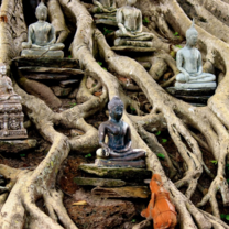 Thailand Summer: Sustainability and Spirituality in the Land of Smiles