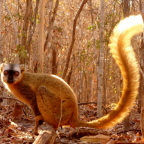 Madagascar: Island of Diversity