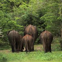 Elephants