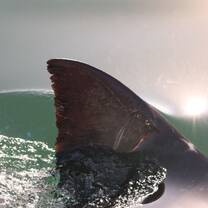 Shark Fin