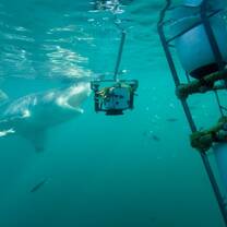 Great White Shark Underwater