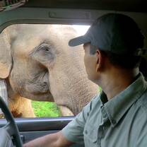 Safari