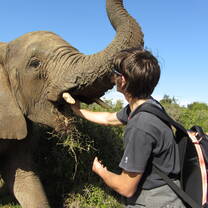 Volunteer feeding an elephant in Kruger South Africa
