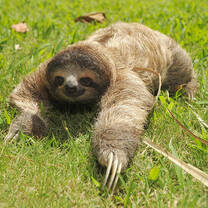 Meet the animals at the project in costa rica