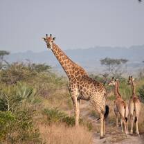 Giraffe mother with two yearlings