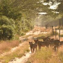 Small pride of 5 lions on a track