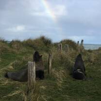 New Zealand sea lions 