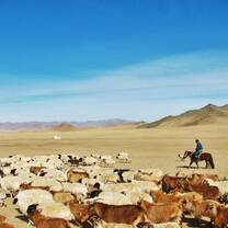 cows and hearder on a horse in Mongolian steppe