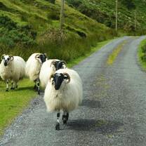 Ireland: Irish Culture & Leadership Development