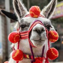 Preuvian llama