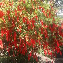 Good luck ribbons tied to a tree