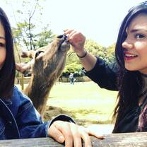 girl feeding a deer