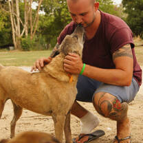 help stray dogs as a volunteer