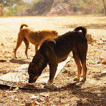 Stray dogs in Hua Hin, Thailand