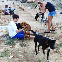 Volunteers feeding stray dogs