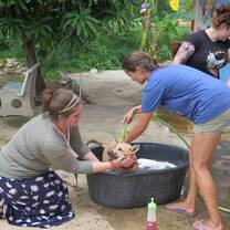 Volunteers bathing the rescue dogs